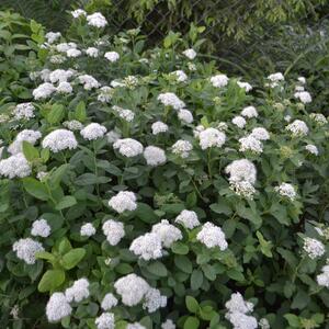 Spiraea betulifolia Tor