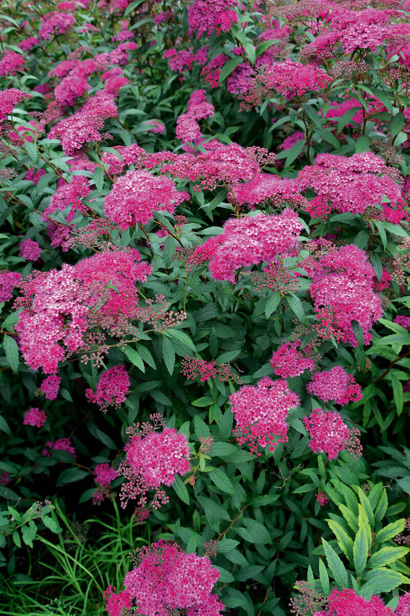 Spiraea japonica Anthony Waterer