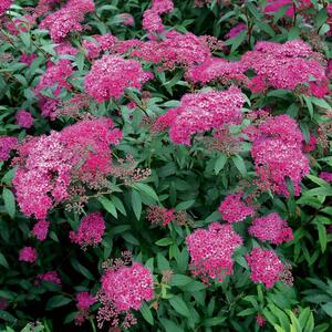 Spiraea japonica Anthony Waterer