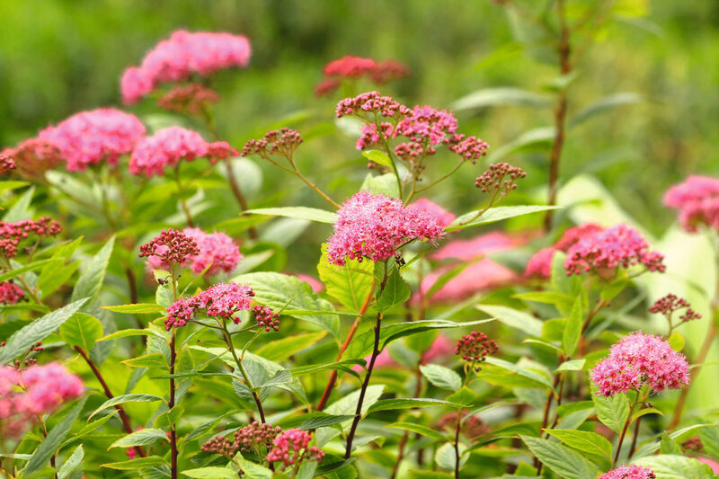 Spiraea japonica Anthony Waterer
