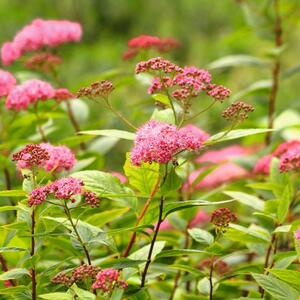 Spiraea japonica Anthony Waterer