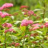 Spiraea japonica Anthony Waterer