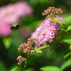 Spiraea japonica Little Princess