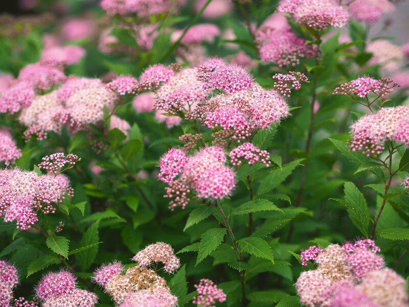 Spiraea japonica Little Princess