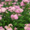 Spiraea japonica Little Princess
