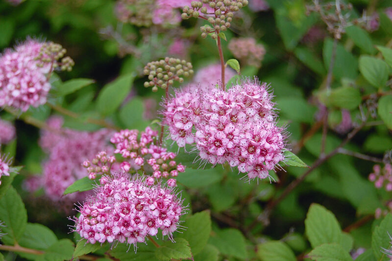 Spiraea japonica Little Princess