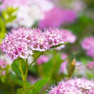 Spiraea japonica Shirobana