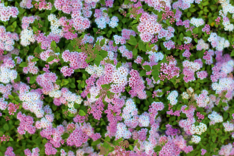 Spiraea japonica Shirobana