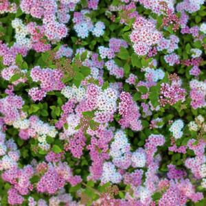 Spiraea japonica Shirobana