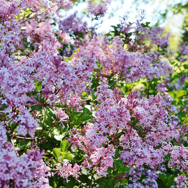 Syringa Bloomerang Pink Perfume