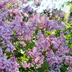 Syringa Bloomerang Pink Perfume