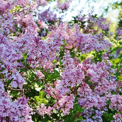 Syringa Bloomerang Pink Perfume