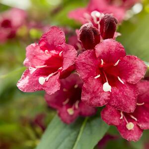 Weigela florida All Summer Red