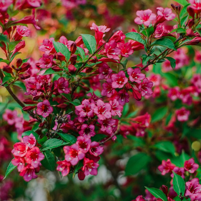 60+ Weigelie Glockenstrauch Rot, Weigela &#039;red prince&#039;, auch bekannt