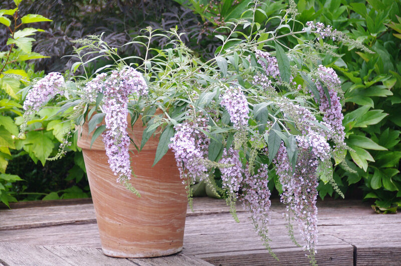 Buddleja davidii 'Wisteria Lane'