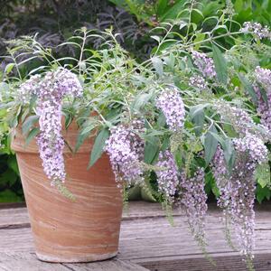 Buddleja davidii 'Wisteria Lane'