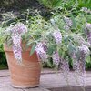 Buddleja davidii 'Wisteria Lane'