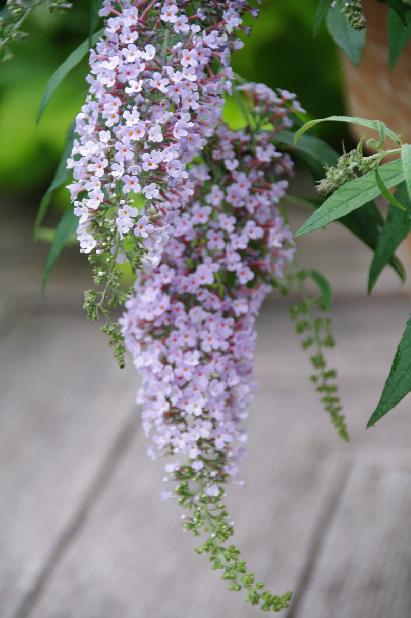 Buddleja davidii 'Wisteria Lane'