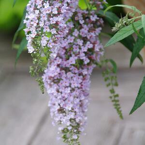 Buddleja davidii 'Wisteria Lane'