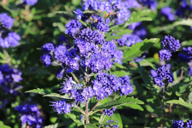 Caryopteris clandonensis 'Blauer Spatz'