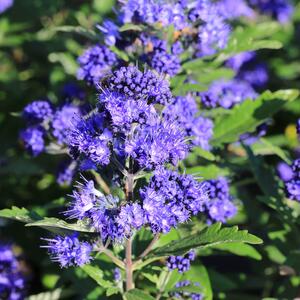 Caryopteris clandonensis 'Blauer Spatz'