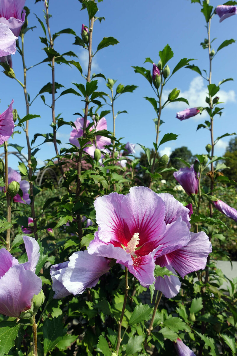 Hibiscus syriacus Purple Pillar