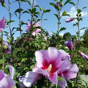 Hibiscus syriacus Purple Pillar