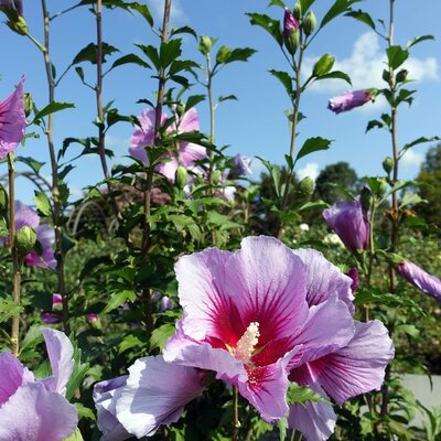 Hibiscus syriacus Purple Pillar
