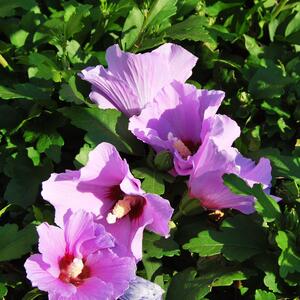 Hibiscus syriacus Purple Pillar