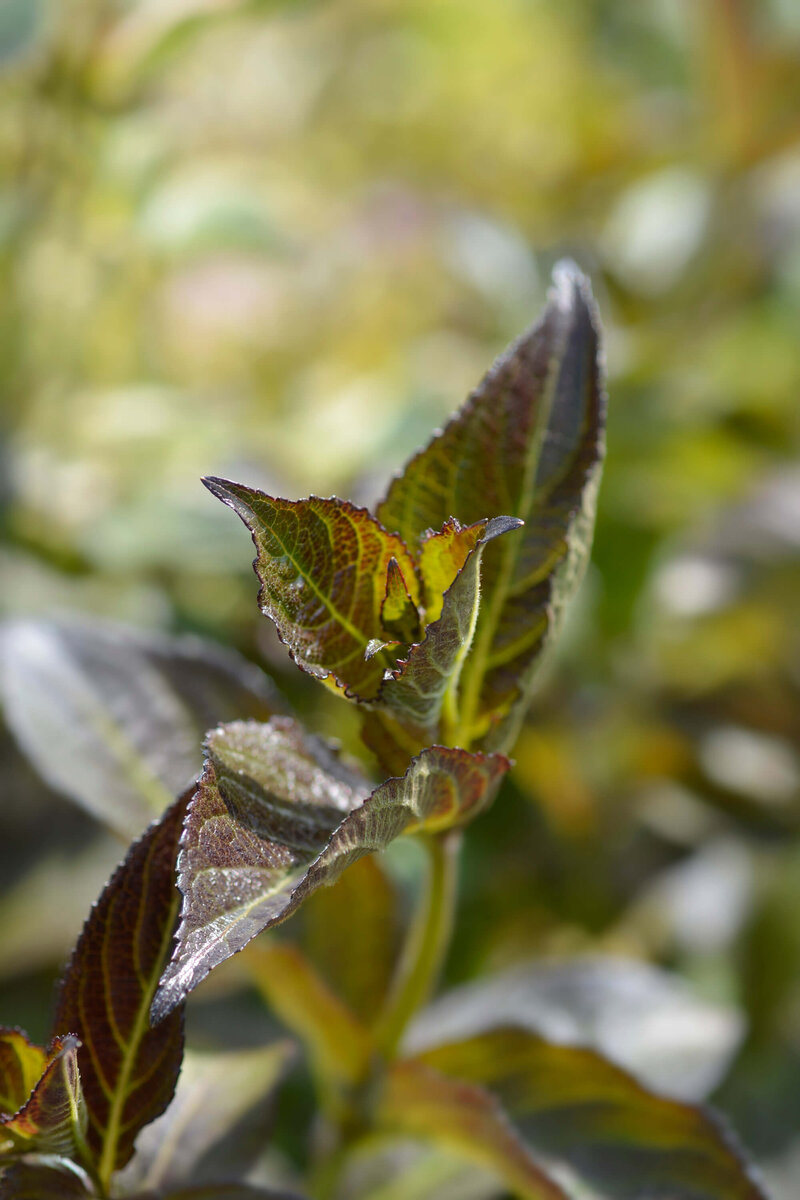 Weigela florida Ebony & Ivory 