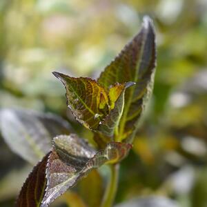 Weigela florida Ebony & Ivory 