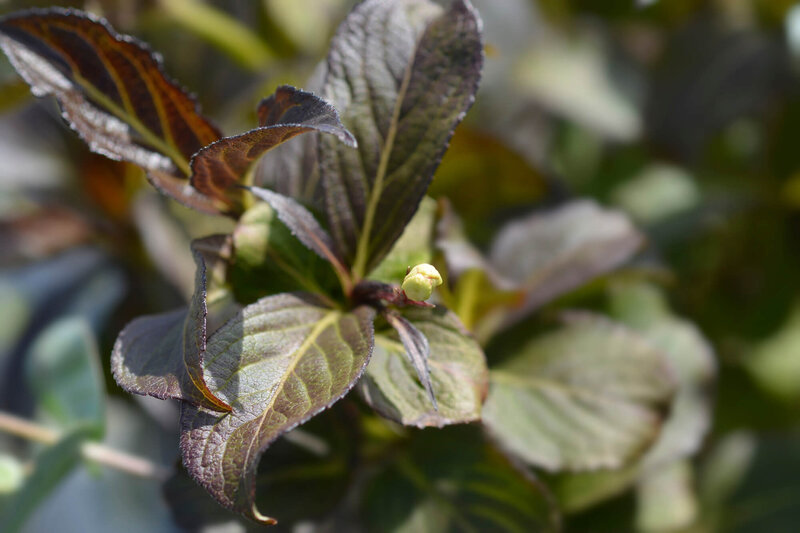 Weigela florida Ebony & Ivory 