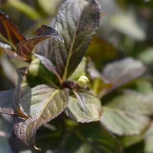 Weigela florida Ebony & Ivory 
