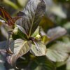 Weigela florida Ebony & Ivory 