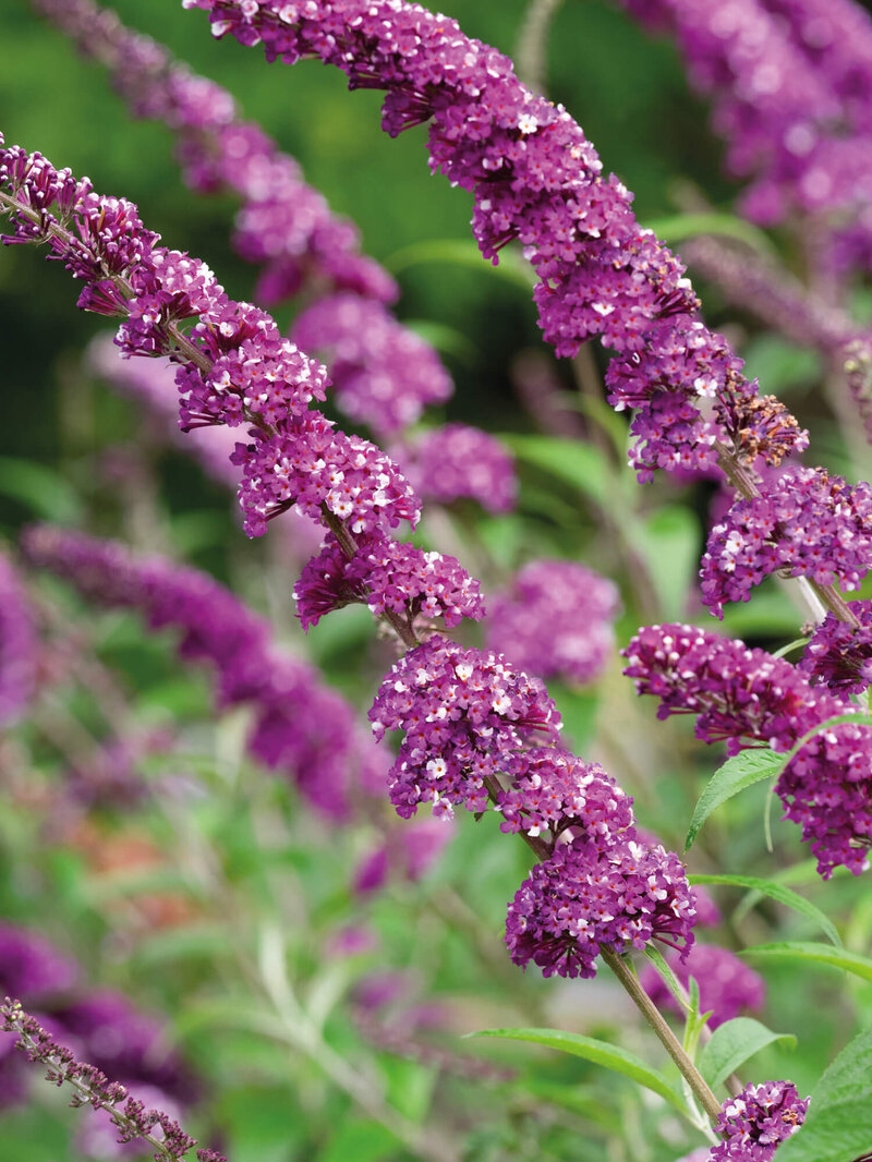 Buddleja davidii Berries & Cream