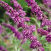 Buddleja davidii Berries & Cream