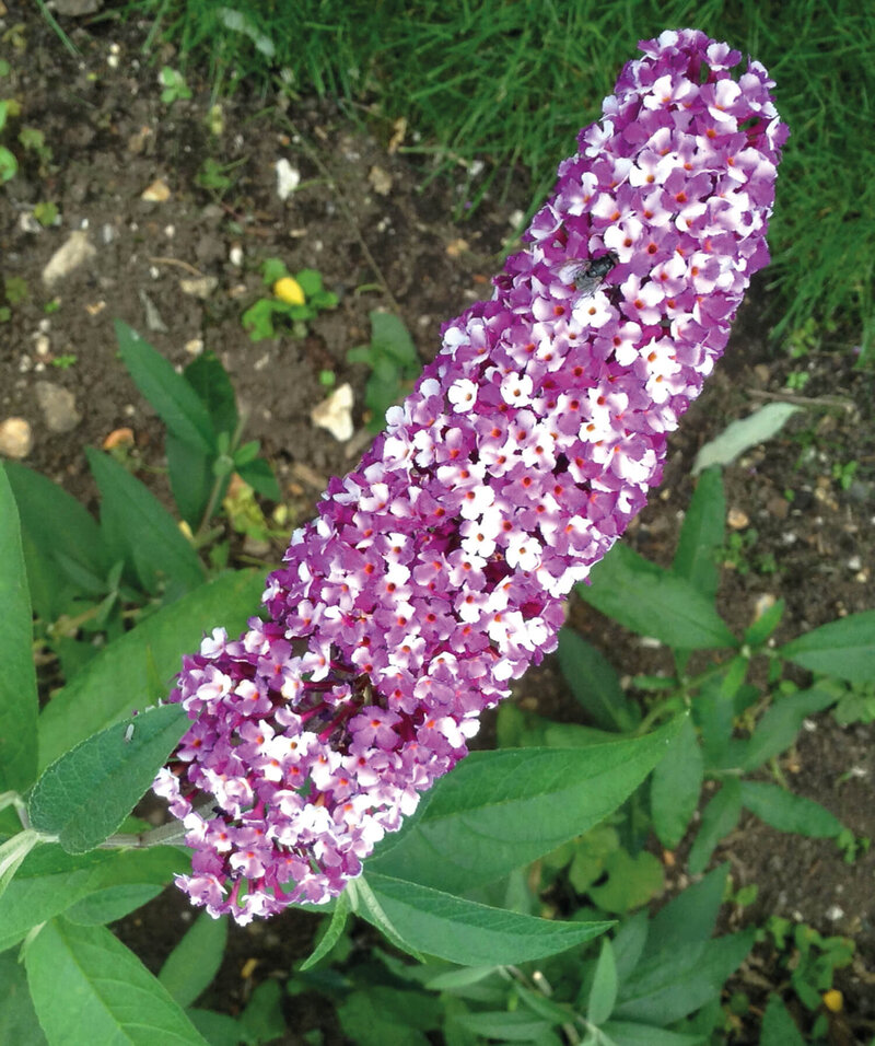 Buddleja davidii Berries & Cream