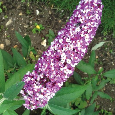 Buddleja davidii Berries & Cream