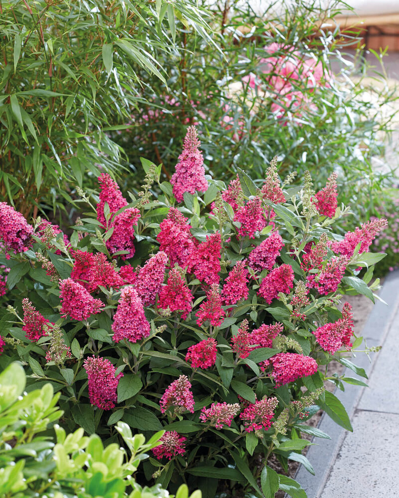 Buddleja davidii Little Ruby