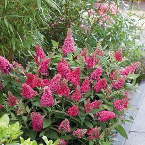 Buddleja davidii Little Ruby