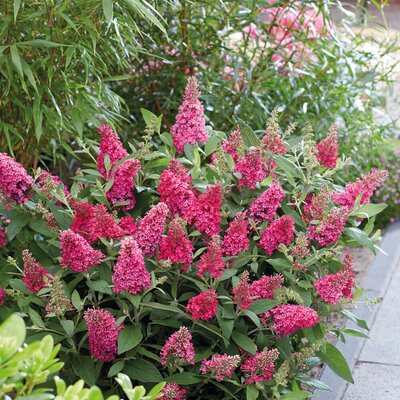 Buddleja davidii Little Ruby
