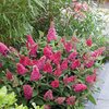 Buddleja davidii Little Ruby