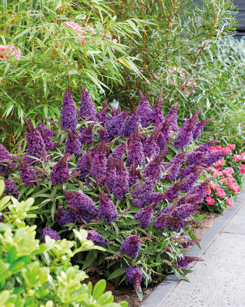 Buddleja davidii Little Purple