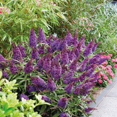 Buddleja davidii Little Purple