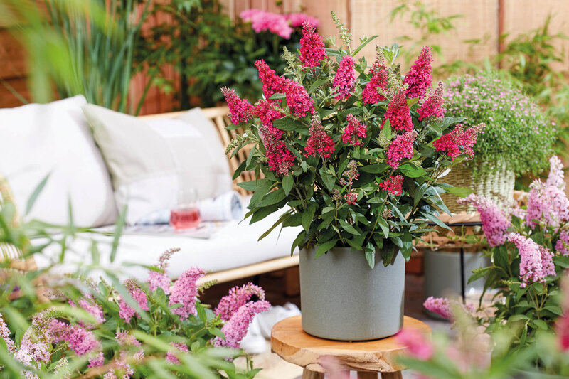 Buddleja davidii Little Ruby