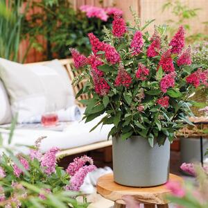 Buddleja davidii Little Ruby