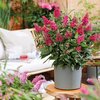 Buddleja davidii Little Ruby