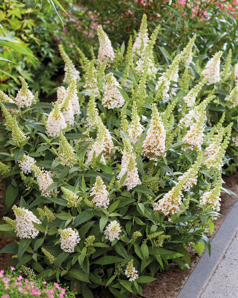 Buddleja davidii 'Little White'