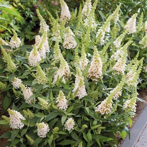 Buddleja davidii 'Little White'