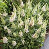 Buddleja davidii 'Little White'
